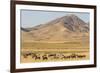 USA, Utah, Tooele County. Wild horse herd grazing.-Jaynes Gallery-Framed Photographic Print