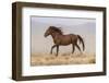 USA, Utah, Tooele County. Wild horse running.-Jaynes Gallery-Framed Photographic Print