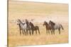 USA, Utah, Tooele County. Wild horses alert.-Jaynes Gallery-Stretched Canvas