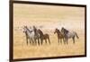 USA, Utah, Tooele County. Wild horses alert.-Jaynes Gallery-Framed Photographic Print