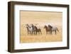 USA, Utah, Tooele County. Wild horses alert.-Jaynes Gallery-Framed Photographic Print