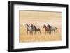 USA, Utah, Tooele County. Wild horses alert.-Jaynes Gallery-Framed Photographic Print