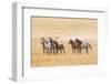 USA, Utah, Tooele County. Wild horses alert.-Jaynes Gallery-Framed Photographic Print