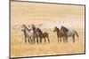 USA, Utah, Tooele County. Wild horses alert.-Jaynes Gallery-Mounted Photographic Print