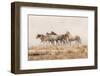 USA, Utah, Tooele County. Wild horses and dust.-Jaynes Gallery-Framed Photographic Print