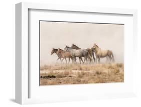USA, Utah, Tooele County. Wild horses and dust.-Jaynes Gallery-Framed Photographic Print