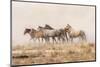 USA, Utah, Tooele County. Wild horses and dust.-Jaynes Gallery-Mounted Photographic Print