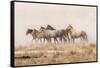 USA, Utah, Tooele County. Wild horses and dust.-Jaynes Gallery-Framed Stretched Canvas