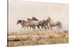 USA, Utah, Tooele County. Wild horses and dust.-Jaynes Gallery-Stretched Canvas