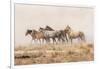 USA, Utah, Tooele County. Wild horses and dust.-Jaynes Gallery-Framed Photographic Print