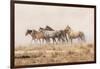 USA, Utah, Tooele County. Wild horses and dust.-Jaynes Gallery-Framed Photographic Print