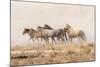 USA, Utah, Tooele County. Wild horses and dust.-Jaynes Gallery-Mounted Photographic Print