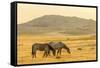 USA, Utah, Tooele County. Wild horses at sunrise.-Jaynes Gallery-Framed Stretched Canvas