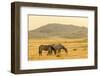 USA, Utah, Tooele County. Wild horses at sunrise.-Jaynes Gallery-Framed Photographic Print