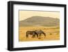 USA, Utah, Tooele County. Wild horses at sunrise.-Jaynes Gallery-Framed Photographic Print