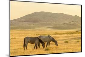 USA, Utah, Tooele County. Wild horses at sunrise.-Jaynes Gallery-Mounted Photographic Print