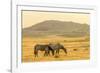 USA, Utah, Tooele County. Wild horses at sunrise.-Jaynes Gallery-Framed Photographic Print