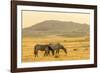 USA, Utah, Tooele County. Wild horses at sunrise.-Jaynes Gallery-Framed Photographic Print