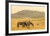 USA, Utah, Tooele County. Wild horses at sunrise.-Jaynes Gallery-Framed Photographic Print