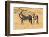 USA, Utah, Tooele County. Wild horses close-up.-Jaynes Gallery-Framed Photographic Print