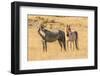 USA, Utah, Tooele County. Wild horses close-up.-Jaynes Gallery-Framed Photographic Print