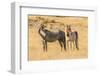 USA, Utah, Tooele County. Wild horses close-up.-Jaynes Gallery-Framed Photographic Print