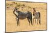 USA, Utah, Tooele County. Wild horses close-up.-Jaynes Gallery-Mounted Photographic Print