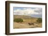 USA, Utah, Tooele County. Wild horses drinking from waterhole.-Jaynes Gallery-Framed Photographic Print