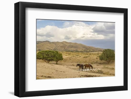 USA, Utah, Tooele County. Wild horses drinking from waterhole.-Jaynes Gallery-Framed Photographic Print