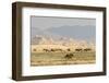 USA, Utah, Tooele County. Wild horses grazing.-Jaynes Gallery-Framed Photographic Print