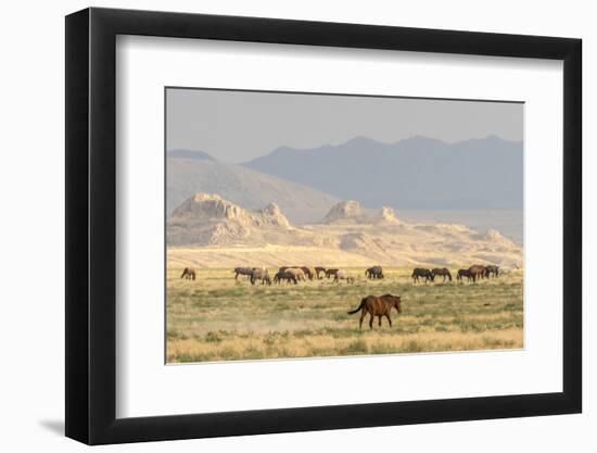 USA, Utah, Tooele County. Wild horses grazing.-Jaynes Gallery-Framed Photographic Print