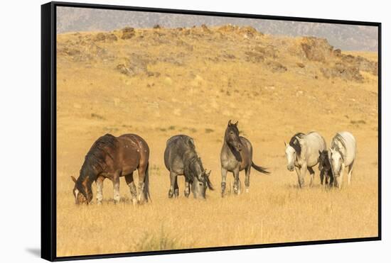 USA, Utah, Tooele County. Wild horses on plain.-Jaynes Gallery-Framed Stretched Canvas