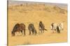 USA, Utah, Tooele County. Wild horses on plain.-Jaynes Gallery-Stretched Canvas