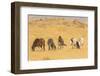 USA, Utah, Tooele County. Wild horses on plain.-Jaynes Gallery-Framed Photographic Print