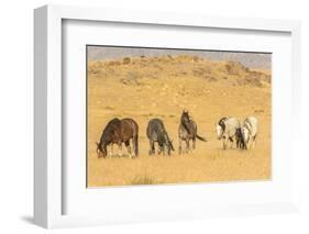 USA, Utah, Tooele County. Wild horses on plain.-Jaynes Gallery-Framed Photographic Print