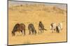 USA, Utah, Tooele County. Wild horses on plain.-Jaynes Gallery-Mounted Photographic Print