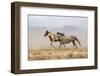 USA, Utah, Tooele County. Wild horses running.-Jaynes Gallery-Framed Photographic Print