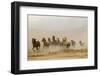 USA, Utah, Tooele County. Wild horses running.-Jaynes Gallery-Framed Photographic Print