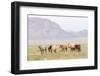 USA, Utah, Tooele County. Wild horses walking.-Jaynes Gallery-Framed Photographic Print