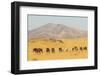 USA, Utah, Tooele County. Wild horses walking.-Jaynes Gallery-Framed Photographic Print