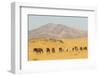 USA, Utah, Tooele County. Wild horses walking.-Jaynes Gallery-Framed Photographic Print