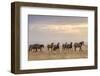 USA, Utah, Tooele County. Wild horses walking.-Jaynes Gallery-Framed Photographic Print