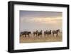 USA, Utah, Tooele County. Wild horses walking.-Jaynes Gallery-Framed Photographic Print