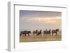 USA, Utah, Tooele County. Wild horses walking.-Jaynes Gallery-Framed Photographic Print