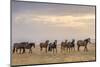 USA, Utah, Tooele County. Wild horses walking.-Jaynes Gallery-Mounted Photographic Print