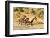 USA, Utah, Tooele County. Wild mare horse and colt running.-Jaynes Gallery-Framed Photographic Print