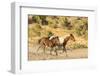 USA, Utah, Tooele County. Wild mare horse and colt running.-Jaynes Gallery-Framed Photographic Print