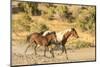 USA, Utah, Tooele County. Wild mare horse and colt running.-Jaynes Gallery-Mounted Photographic Print