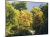 USA, Utah. Trail bridge across the Logan River along Logan Canyon in autumn.-Julie Eggers-Mounted Photographic Print