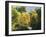 USA, Utah. Trail bridge across the Logan River along Logan Canyon in autumn.-Julie Eggers-Framed Photographic Print